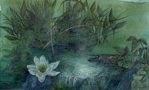 Dietrich Schuchardt Water Lilies pencil and watercolor drawing
